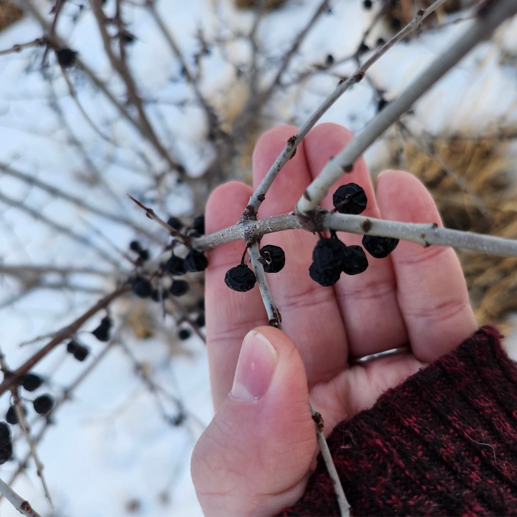 Hand & Berries